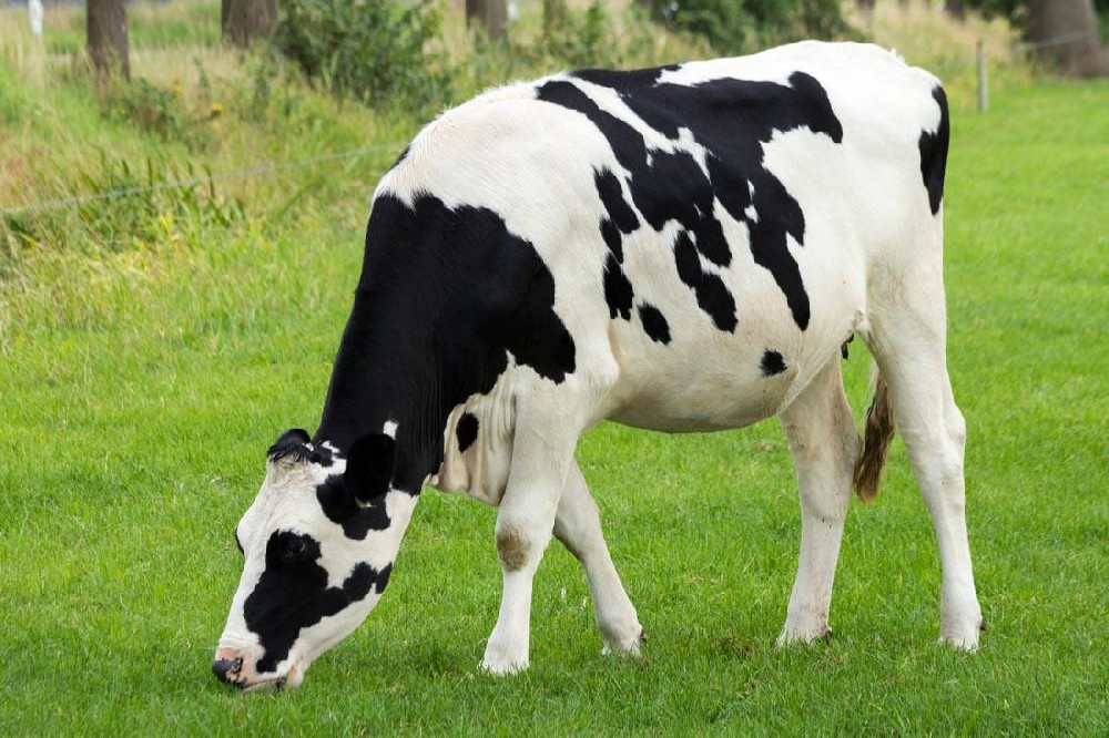 奶牛發(fā)燒用藥，獸藥殘留檢測儀幫你檢測是否超標(biāo)