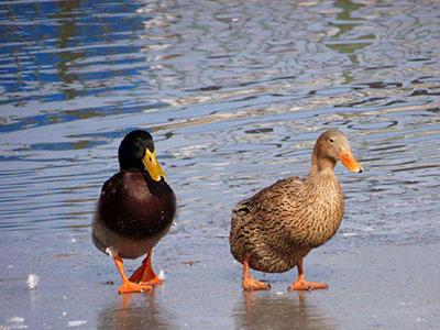 “獸藥殘留”監(jiān)測(cè)已成為國際共識(shí)