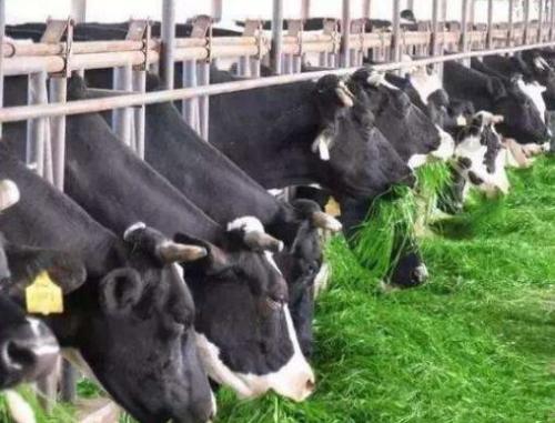 食品獸藥殘留限量標(biāo)準(zhǔn)上限，不用擔(dān)心，獸藥殘留檢測(cè)儀可以滿足