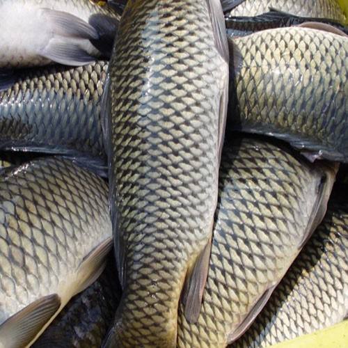 草魚中檢測(cè)出獸藥殘留，為什么水產(chǎn)品頻頻中招