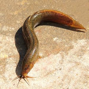 黃鱔中檢測出抗生素殘留主要問題關鍵在哪？