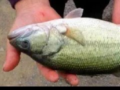 水產(chǎn)養(yǎng)殖中檢測(cè)出非法添加的孔雀石綠，怎么看？