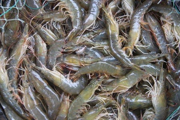 水產(chǎn)品氯霉素再次被檢測出，一旦發(fā)現(xiàn)立馬嚴(yán)處