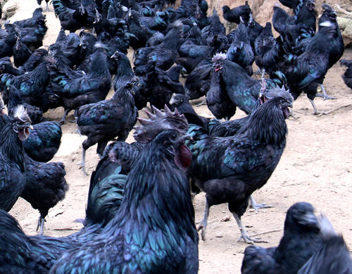 烏雞中檢測出獸藥殘留，你還敢吃嗎