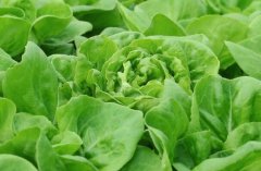 農(nóng)殘快速檢測儀對同植株的檢測結(jié)果一致嗎？