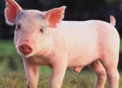 獸藥殘留檢測儀可以取代實(shí)驗(yàn)室檢測嗎？