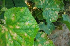 農藥殘留速測儀是進行農殘檢測**的方式嗎？