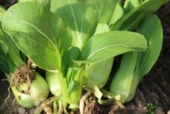 農藥殘留速測儀可以規(guī)范農藥的使用嗎？