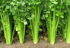 農(nóng)殘快速檢測儀廠家哪個好？山東云唐科技