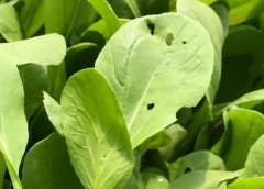 農(nóng)殘超標(biāo)農(nóng)產(chǎn)品需要用什么儀器？