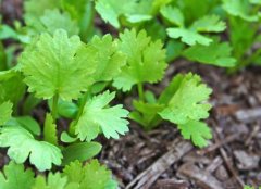 農(nóng)殘快速檢測儀保障消費(fèi)者舌尖上的安全