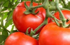 果蔬農殘檢測儀快速篩選有毒農產品